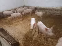 Schweine (Partie, Geschlecht nicht angegeben), Крупная белая — Foto 4