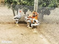 Chickens — 照片 3