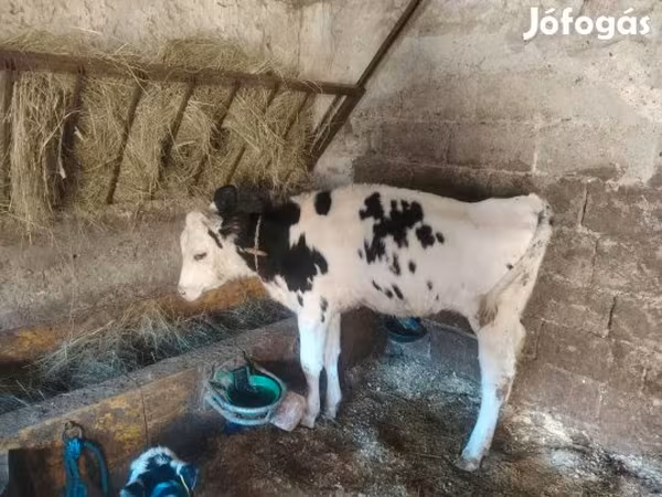 Tehén, Russian Black pied cattle — Magyarország