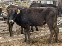 Vache, Aberdeen-Angus — photo 4