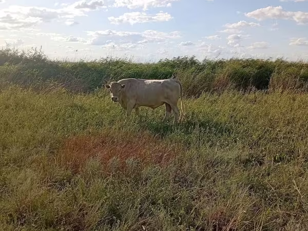 公牛, Cattle