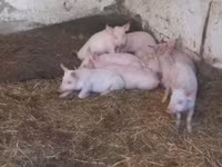 Sow, Pigs — photo 2