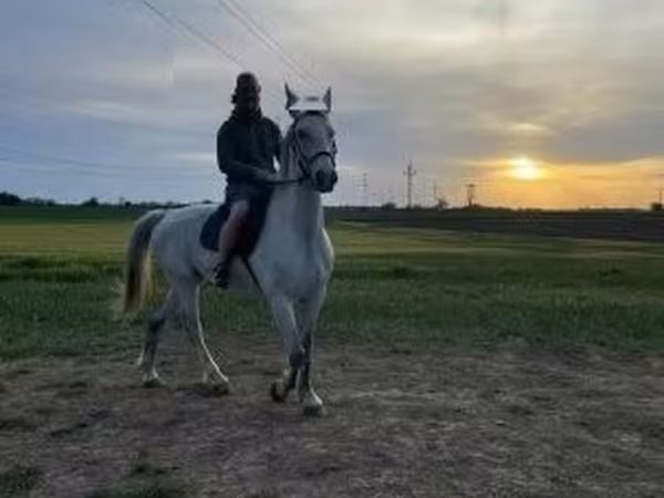 حصان, Lipizzaner — هنغاريا