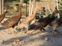 Ducks — photo 1