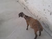 बकरियाँ (लॉट, लिंग निर्दिष्ट नहीं), बकरियाँ — फ़ोटो 2