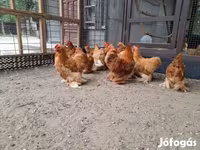 بيكين بانتام — الصورة 4