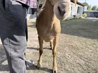 母羊, Arashan sheep — 照片 3