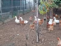 Ducks — फ़ोटो 6