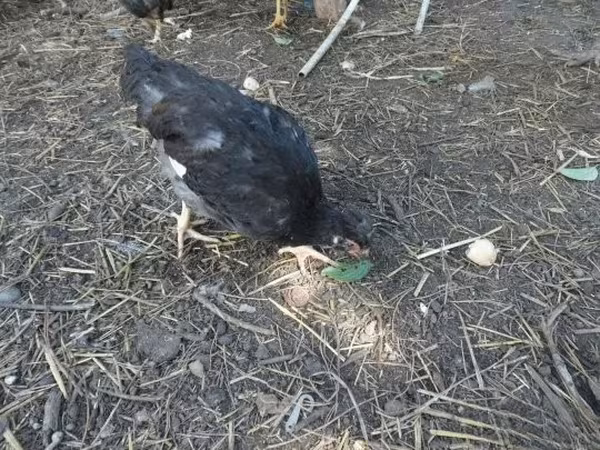 Chickens