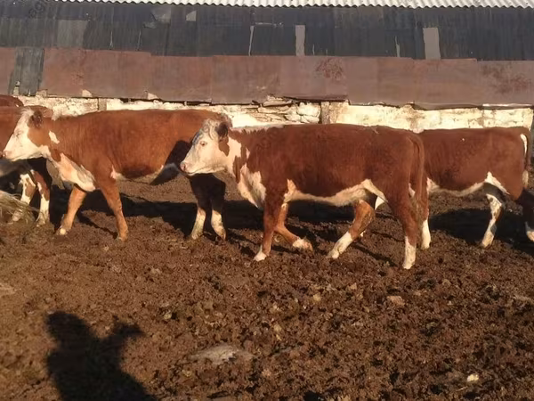 Krava, Swiss cattle