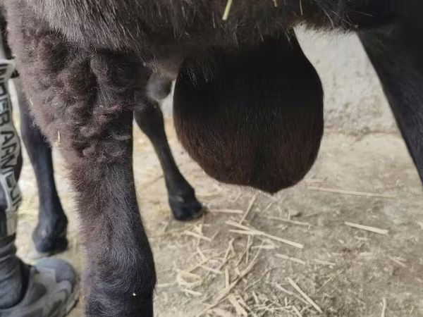 Ram, Hissar sheep