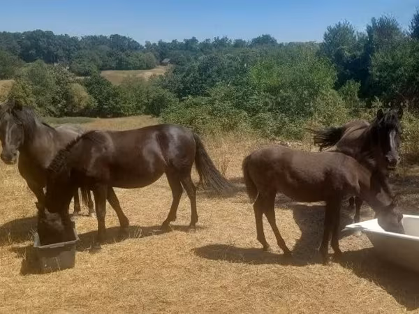 Kanca, Hucul pony — Magyarország