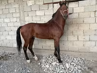 Hengst, Akhal-Teke — Foto 1
