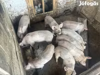 猪（批次，未指定性别）, Pigs — 照片 2