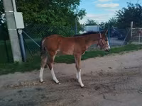 Бие, Hungarian horse breed — 5-сурет