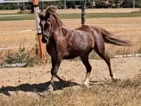 母马, Horses — 照片 2