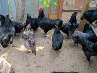Gallo de pelea de fosa australiano — foto 1
