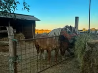 Yegua, Hungarian horse breed — foto 5