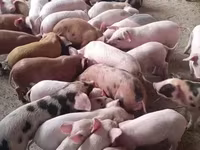 Boar, Pigs — photo 1