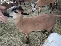 Sheep, Cameroon sheep — photo 3