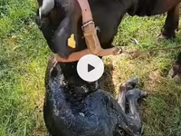 Bika, Swiss cattle — 5. fotó