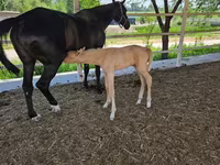 Stute, Akhal-Teke — Foto 4