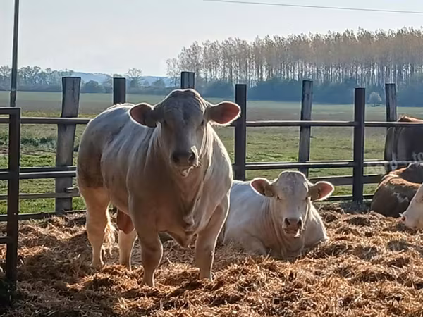 Bulle, Simmental cattle — Ungarn