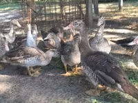 Ducks — 照片 1