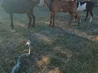 公山羊, Nubian Goat — 照片 2