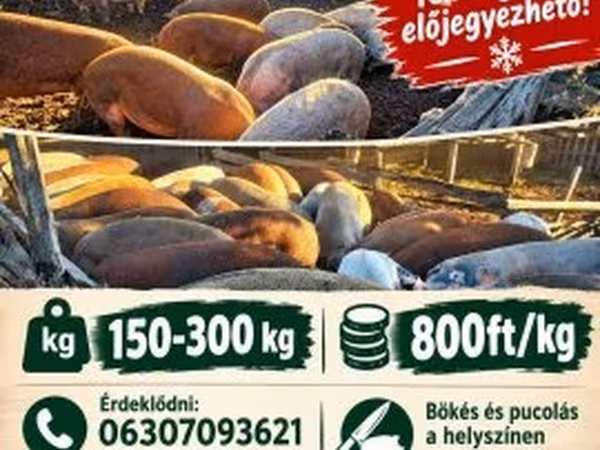 Boar, Pigs — Hungary