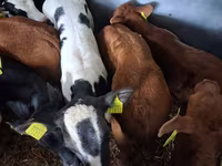 Býk, Simmental cattle — foto 4