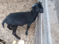 Kos, Cameroon sheep — 2. fotó