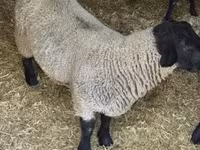Widder, White Suffolk sheep — Foto 3