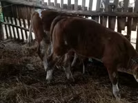 Toro, Simmental cattle — foto 1