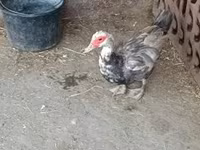 Ducks — zdjęcie 1