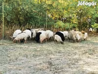 Juh, Racka sheep — 2. fotó