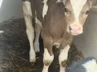 Bulle, Simmental cattle — Foto 3