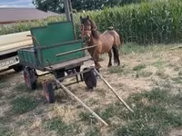公马, Horses — 照片 2