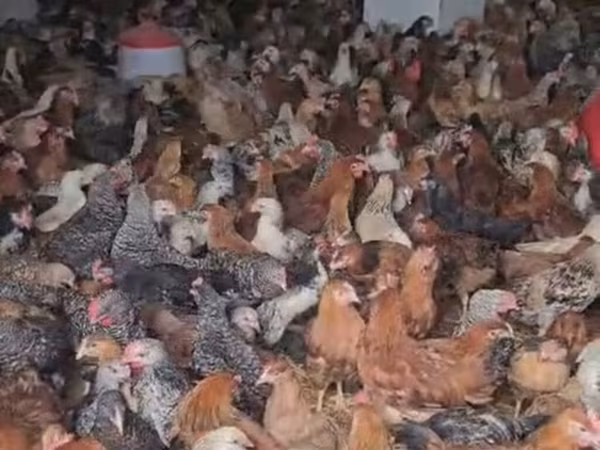 Chickens