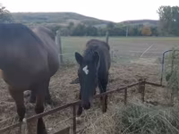 公马, Horses — 照片 1