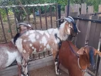 Bak, Nubian Goat — 5. fotó