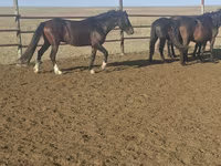 Hing, New Altai Horse — 3. fotó