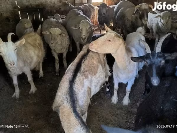 Kecskék (tétel, nem megadva), Kecskék — Magyarország