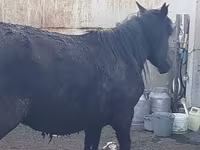 Yegua, Horse breed — foto 4