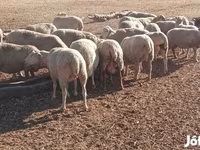 Sheep (batch, sex not specified), Sheep — photo 2