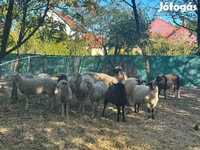 Schaf, Schafe — Foto 2