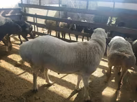 Kos, Suffolk sheep — 4. fotó