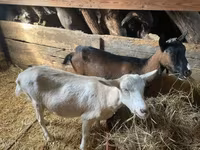母山羊, Alpine goat — 照片 3