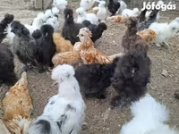 Датская несушка — фото 8