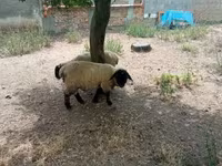 公羊, White Suffolk sheep — 照片 4